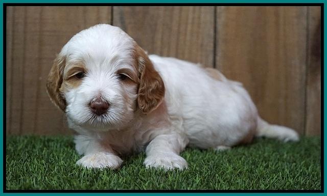 Ellie Tucker pups 4 wks old 16100