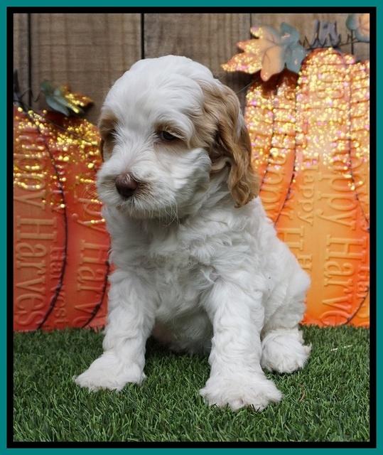 Elllie Tucker pups 6 wks old 151