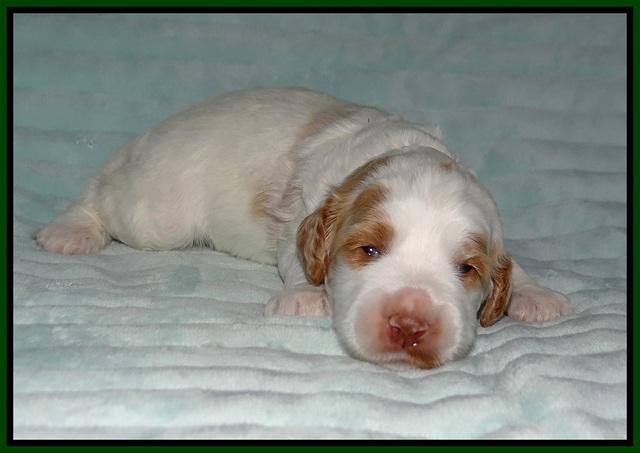 Ellie Tucker pups 2 wk old 151