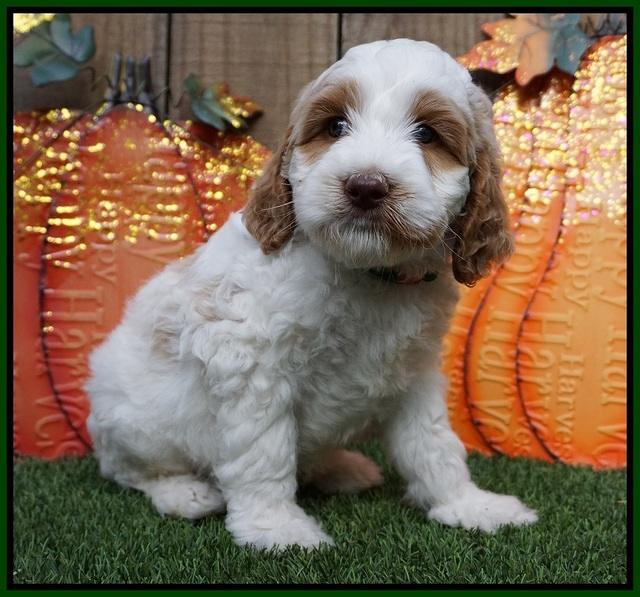 Elllie Tucker pups 6 wks old 171