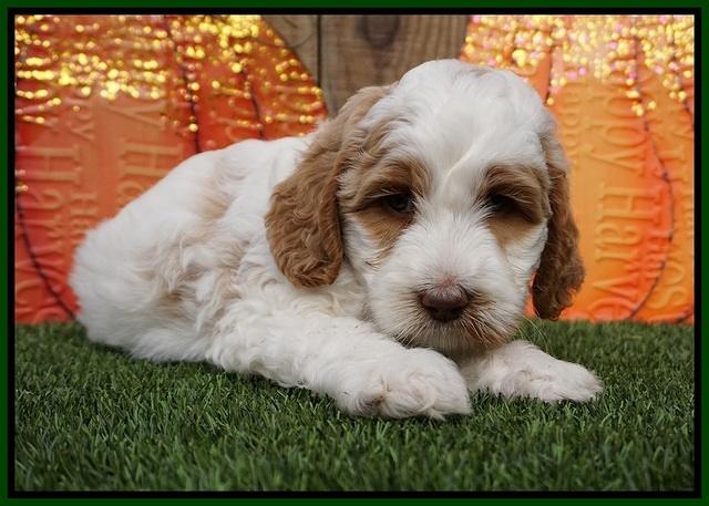 Elllie Tucker pups 6 wks old 181