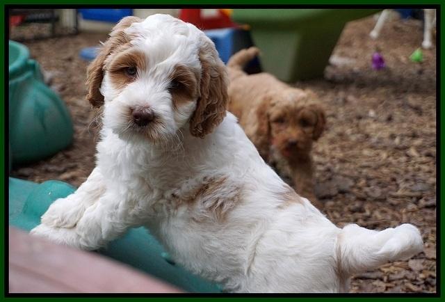 Elllie Tucker pups 6 wks old 191