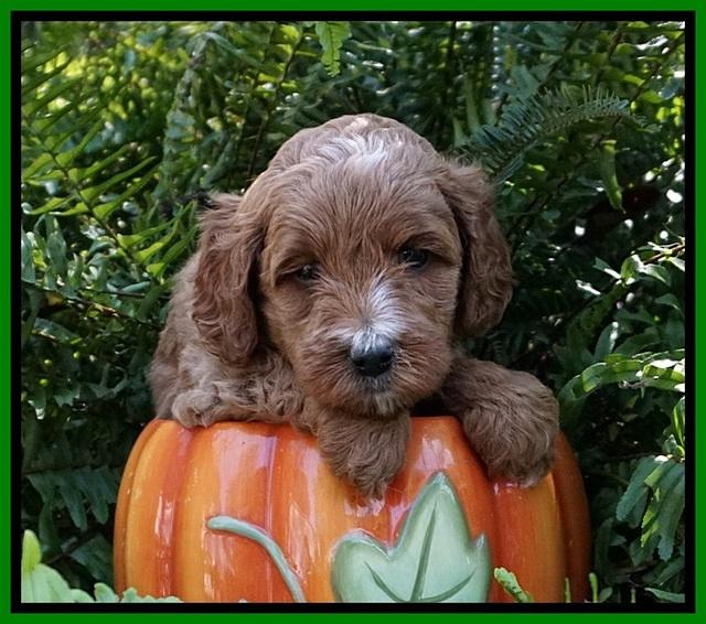 Ellie Mae Tucker pups 5 wks old 131