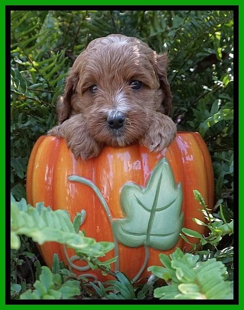 Ellie Mae Tucker pups 5 wks old 141