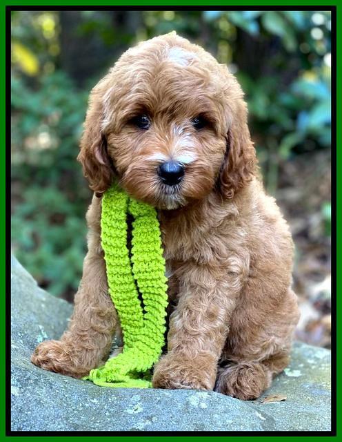 Ellie Mae Tucker pups 8 wks old 271