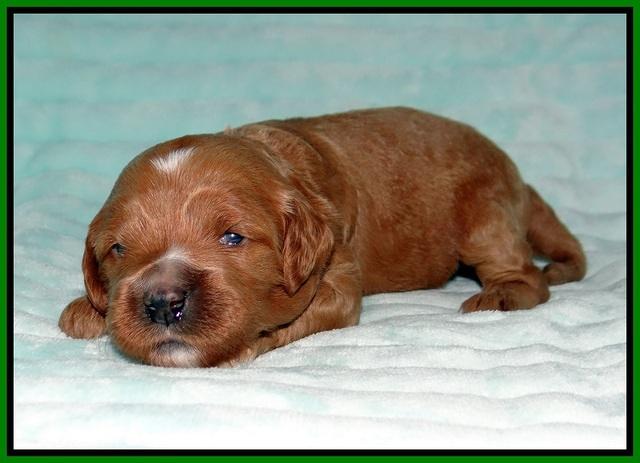 Ellie Tucker pups 2 wk old 161
