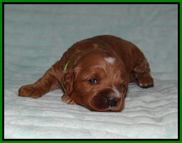Ellie Tucker pups 2 wk old 171