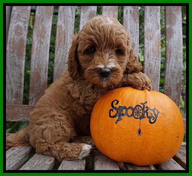 Elllie Tucker pups 7 wks old 151