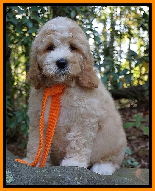 Ellie Mae Tucker pups 8 wks old 311