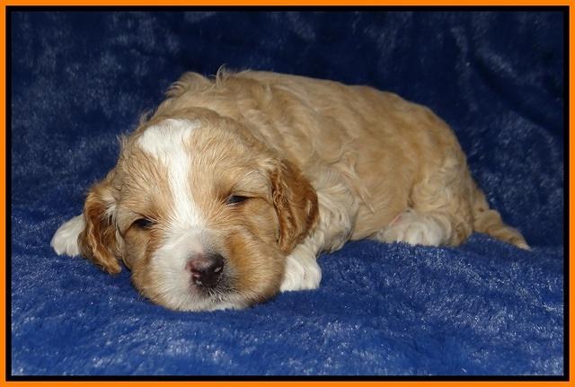 Ellie Tucker pups 3 wks old 181
