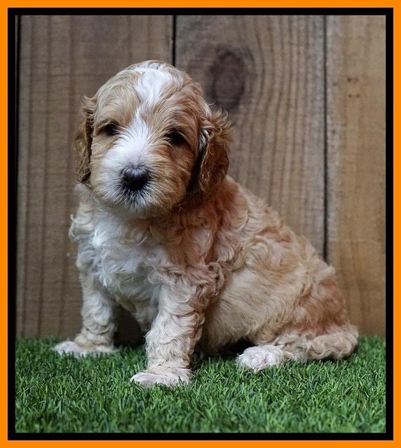 Ellie Tucker pups 4 wks old 22100