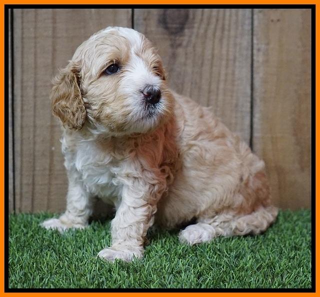 Ellie Tucker pups 4 wks old 23100
