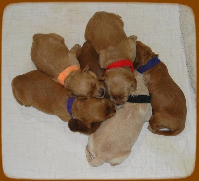 EB pups 1 wk old 22