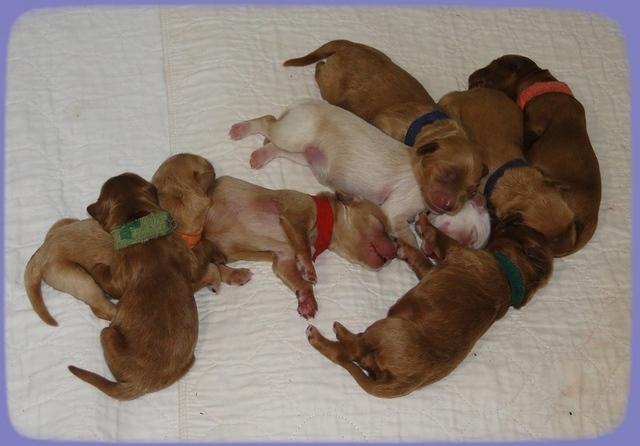 EB pups 2 days old 30