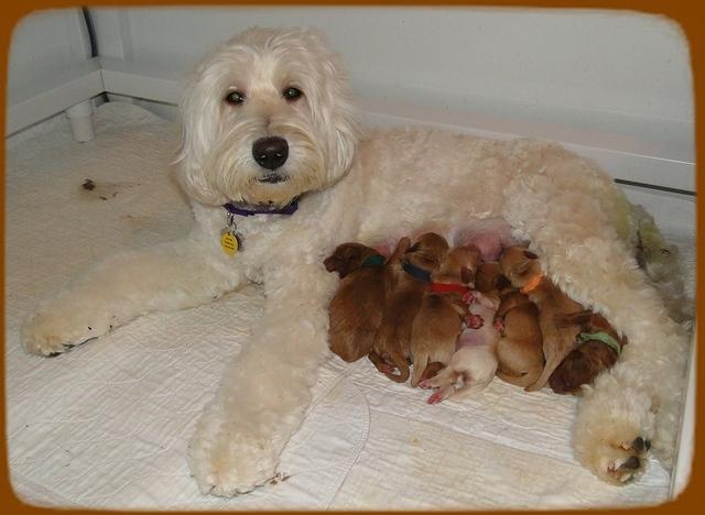 EB pups 2 days old with mom