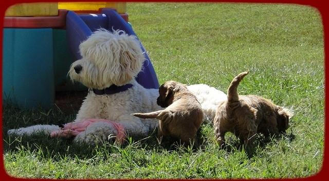 EB pups 5 wks old 47