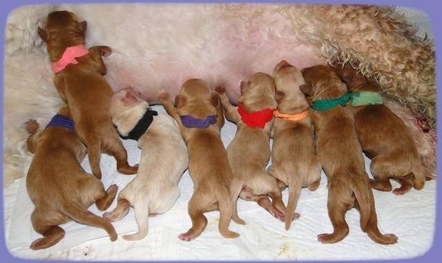 EB pups newborn 3