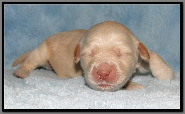 EB pups 1 wk old 20