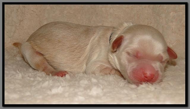 EB pups 2 days old 14