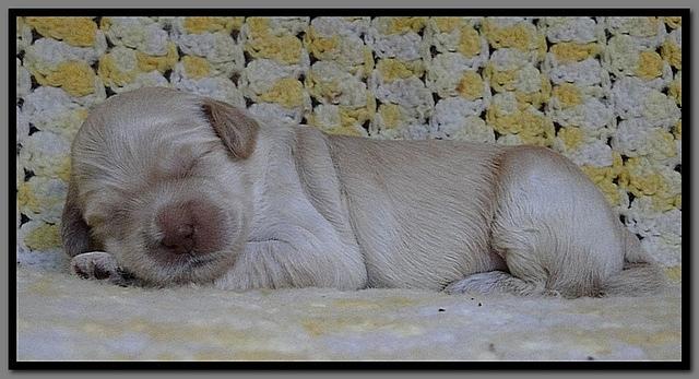 EB pups 2 wks old 33