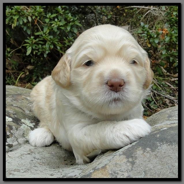 EB pups 3 wks old 21