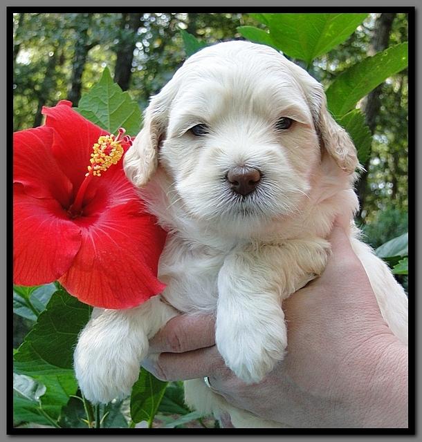 EB pups 4 wks old 38