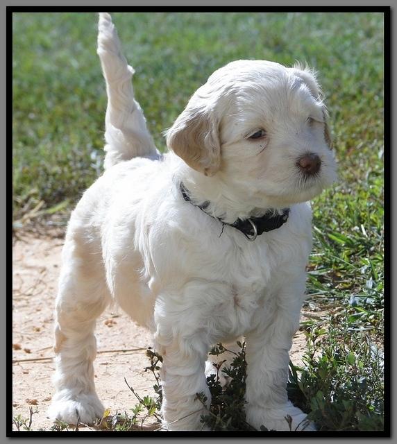 EB pups 5 wks old 18