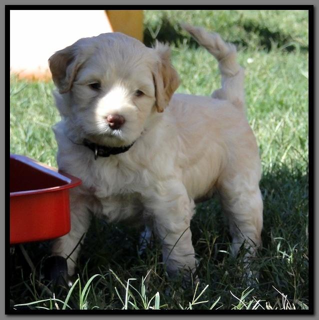 EB pups 5 wks old 5