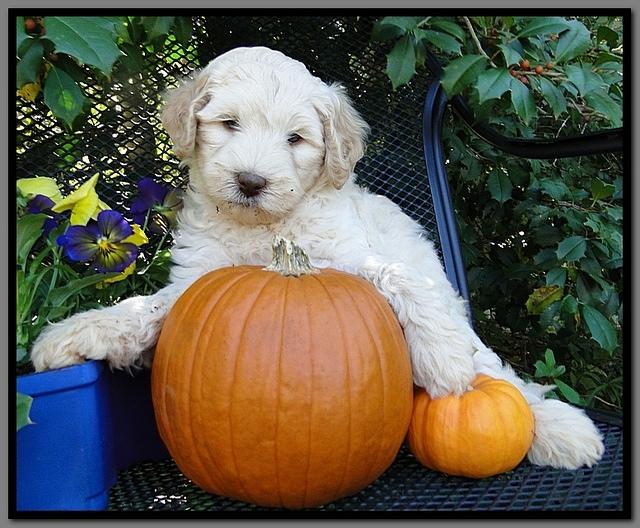 EB pups 7 wks old 19