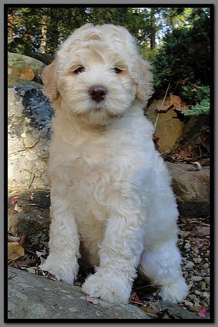 EB pups 8 wks old 6
