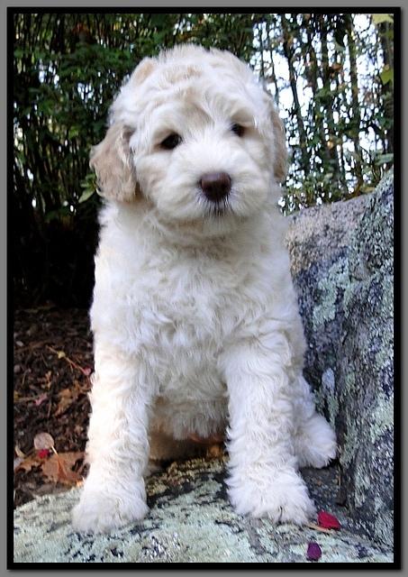 EB pups 8 wks old 7