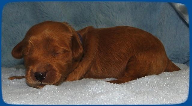 EB pups 1 wk old 4