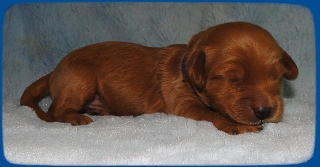 EB pups 1 wk old 6