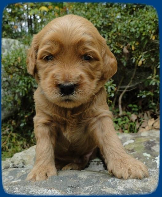 EB pups 3 wks old 2