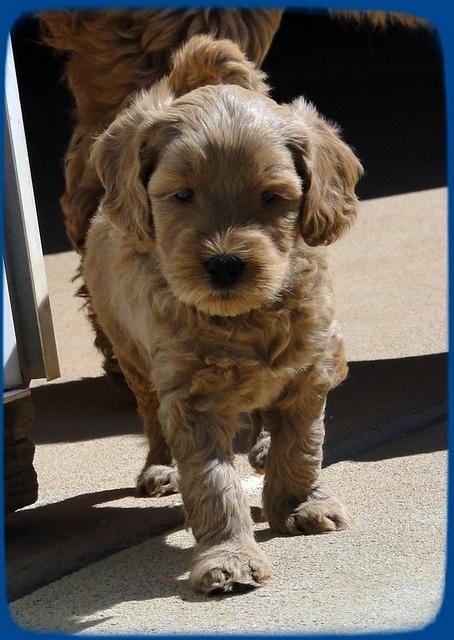 EB pups 5 wks old 49