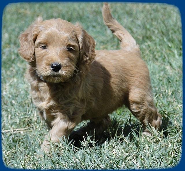 EB pups 5 wks old 50