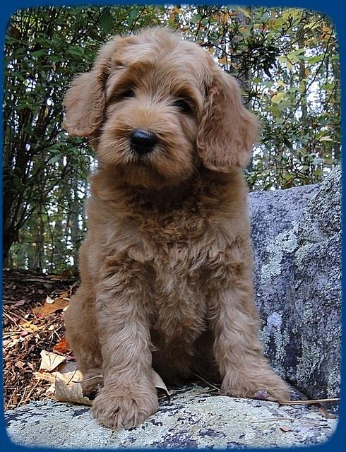 Emmie pups 8 wks old 1