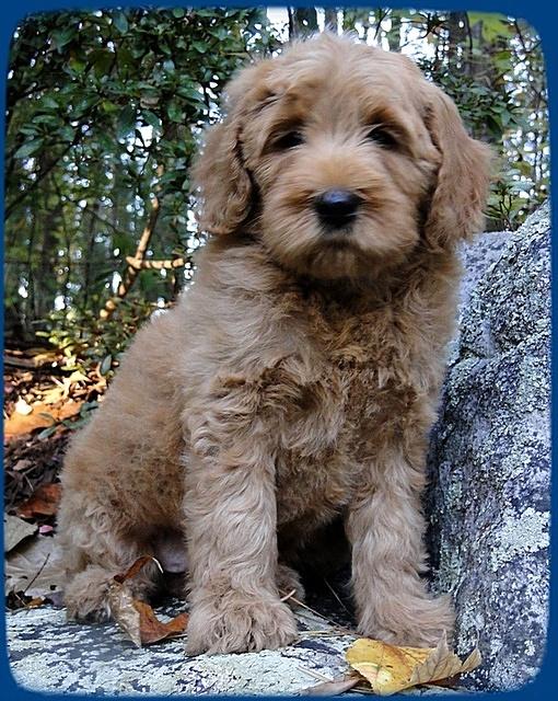 Emmie pups 8 wks old 2