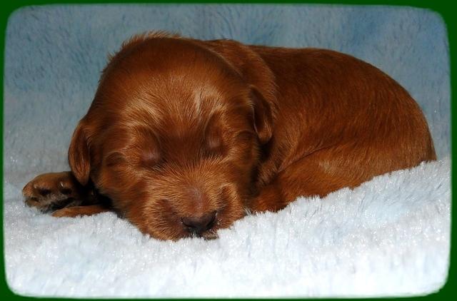 EB pups 1 wk old 15