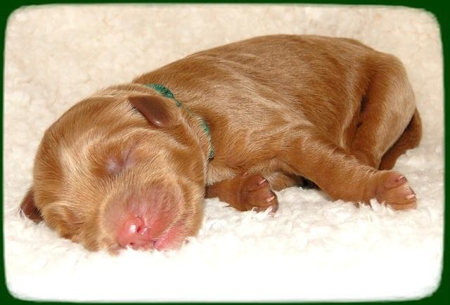 EB pups 2 days old 9