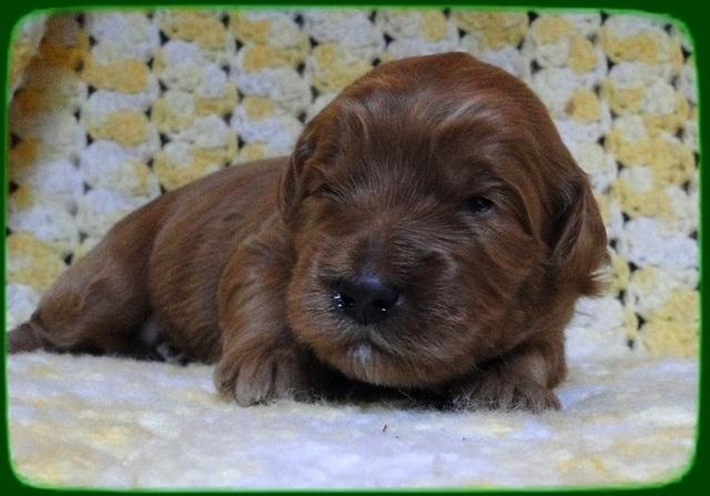 EB pups 2 wks old 16