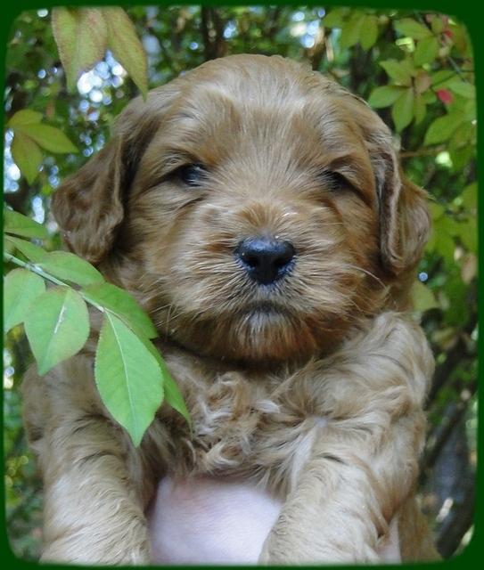 EB pups 4 wks old 28