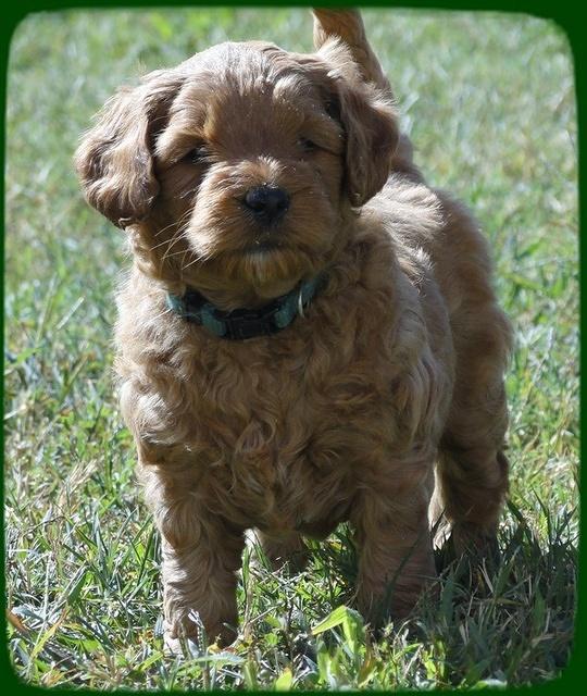 EB pups 5 wks old 10