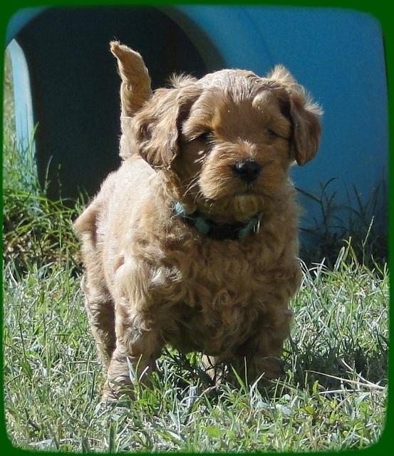 EB pups 5 wks old 12