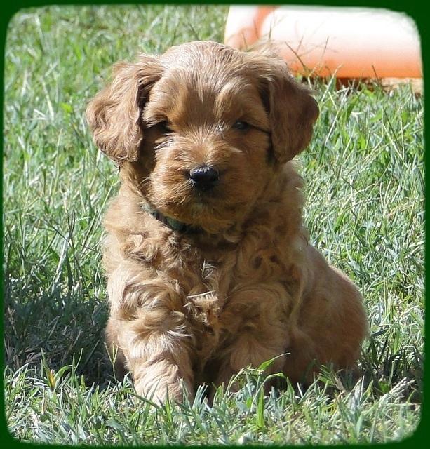 EB pups 5 wks old 14