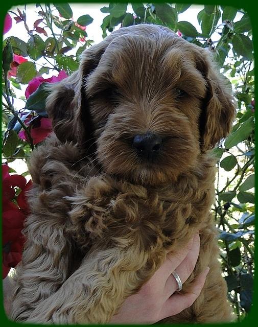 EB pups 6 wks old 20