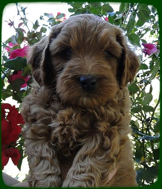 EB pups 6 wks old 21