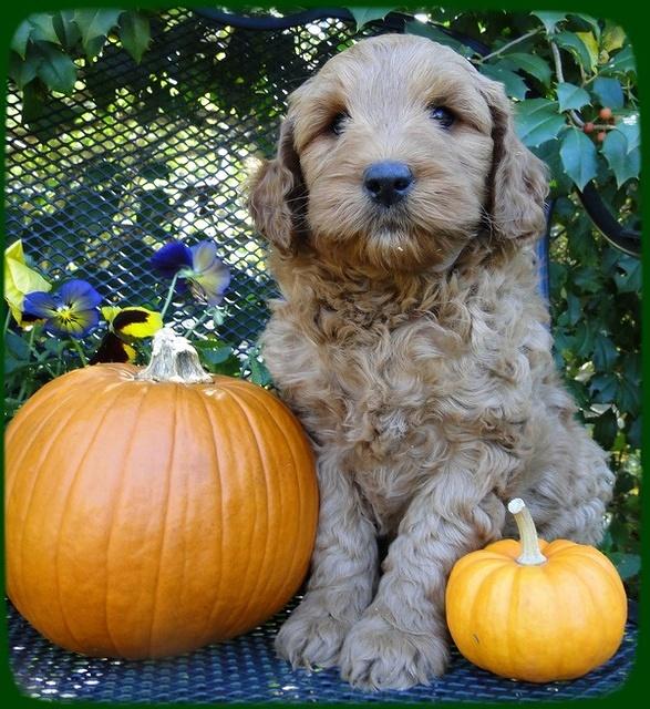 EB pups 7 wks old 15