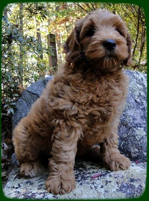 EB pups 8 wks old 31