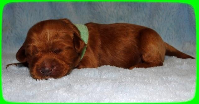 EB pups 1 wk old 34